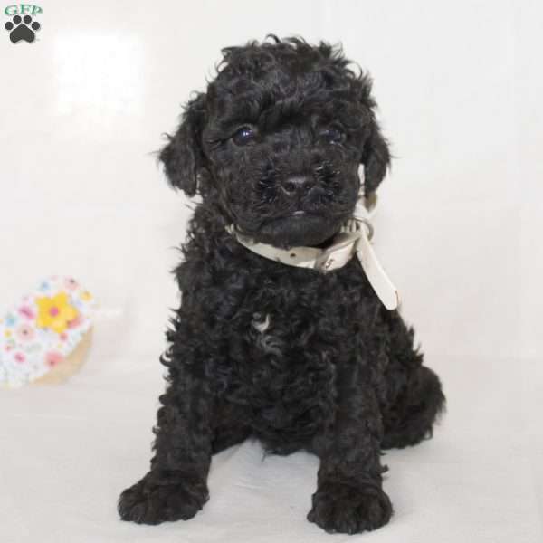 Bobby, Mini Goldendoodle Puppy